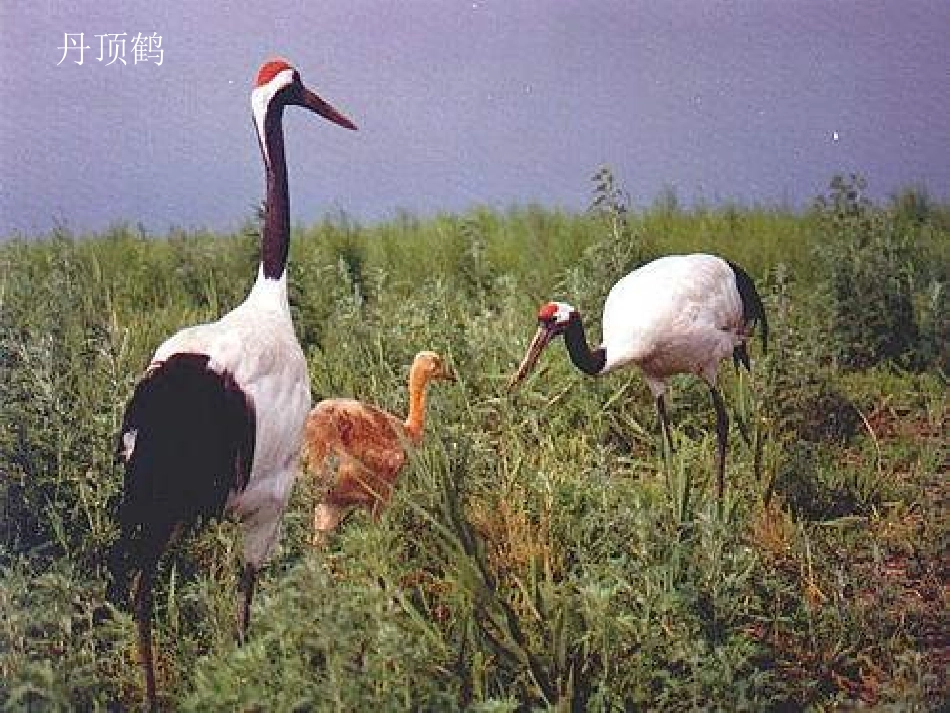 【课件三】4.13.2保护生物圈——从自身做起_第3页