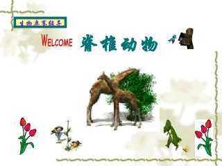 奥赛辅导(脊椎动物)