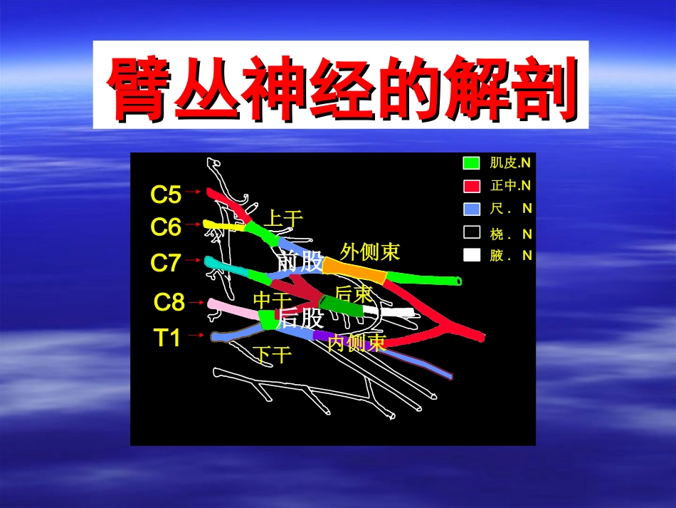 臂丛神经解剖_第2页