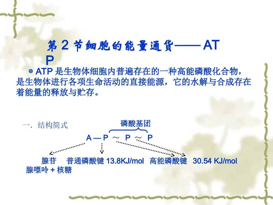 ATP和呼吸作用_第3页