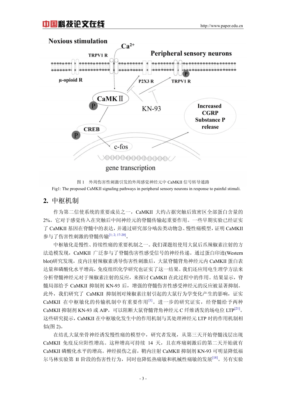 CaMKII信号转导通路在慢性痛外周和中枢感受中的作用_第3页