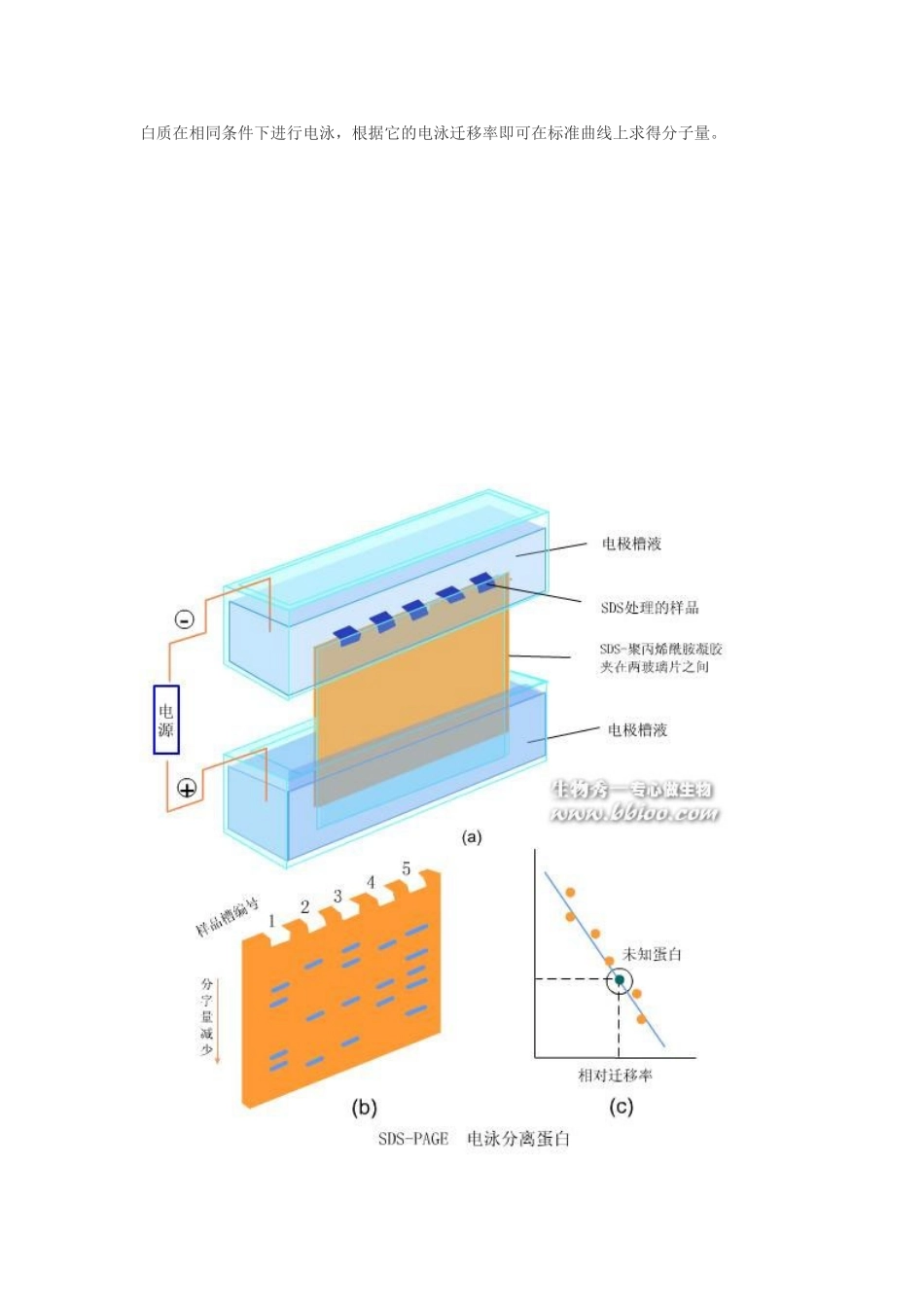 SDS-PAGE电泳测定蛋白质相对分子质量_第2页