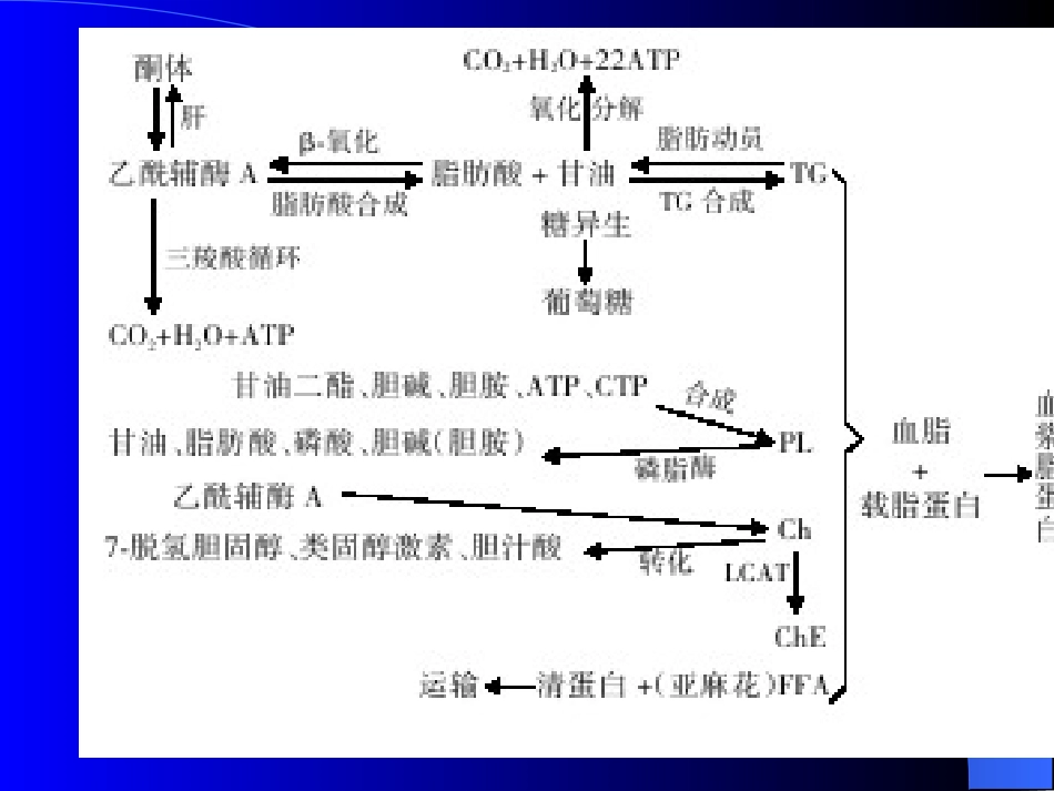 第八章脂代谢_第3页