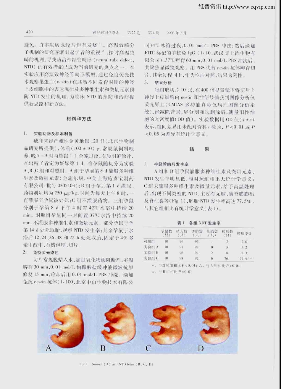 Nestin在高温致畸神经管的表达及多种维生素和微量元素对神经管畸形的保护作用_第2页
