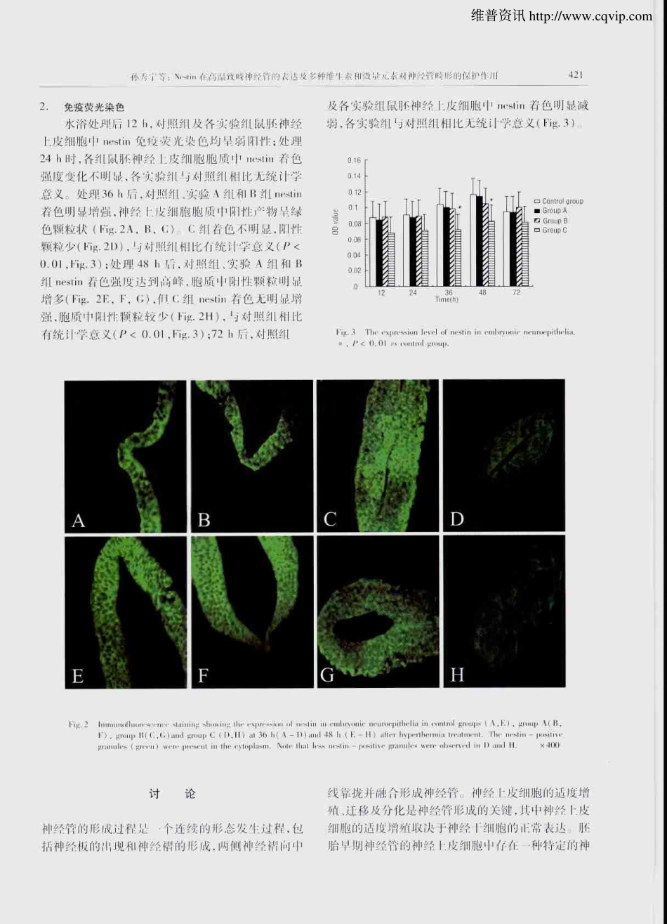Nestin在高温致畸神经管的表达及多种维生素和微量元素对神经管畸形的保护作用_第3页