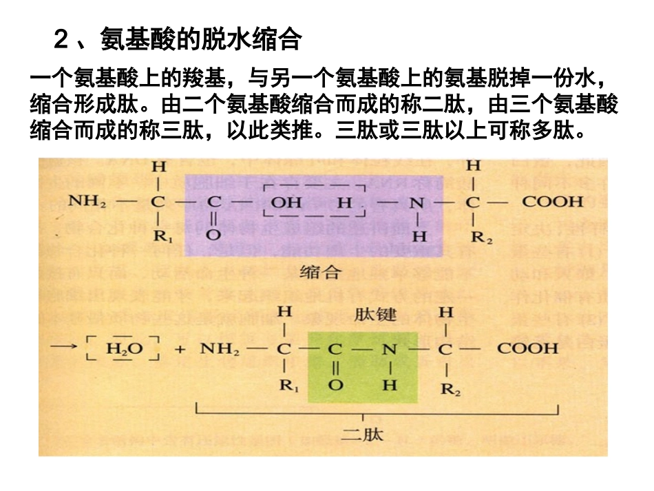 第3节   蛋白质、核酸的结构和功能_第3页