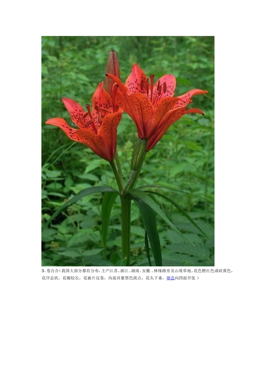 百合常见病虫害_第2页