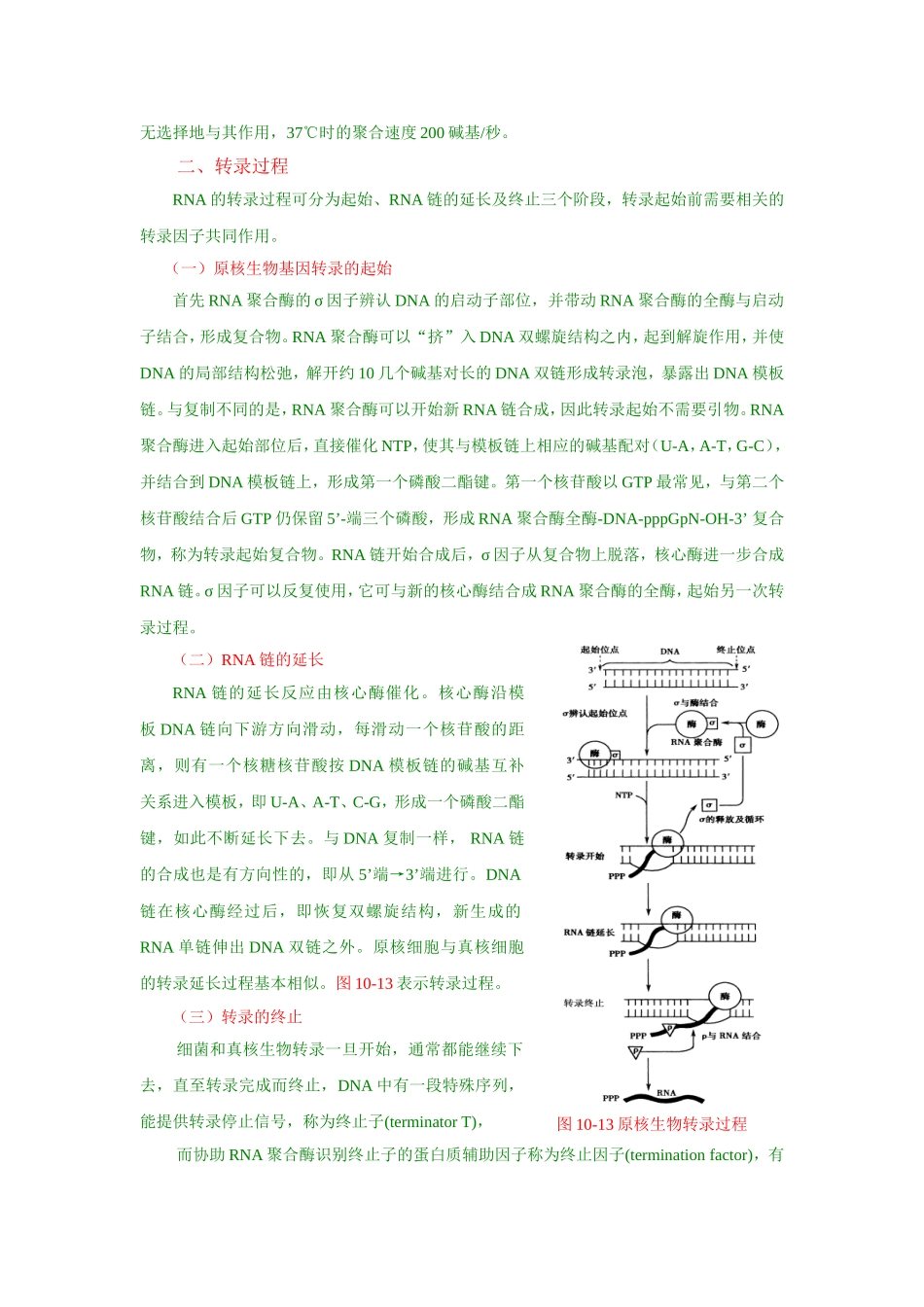 RNA的合成_第3页