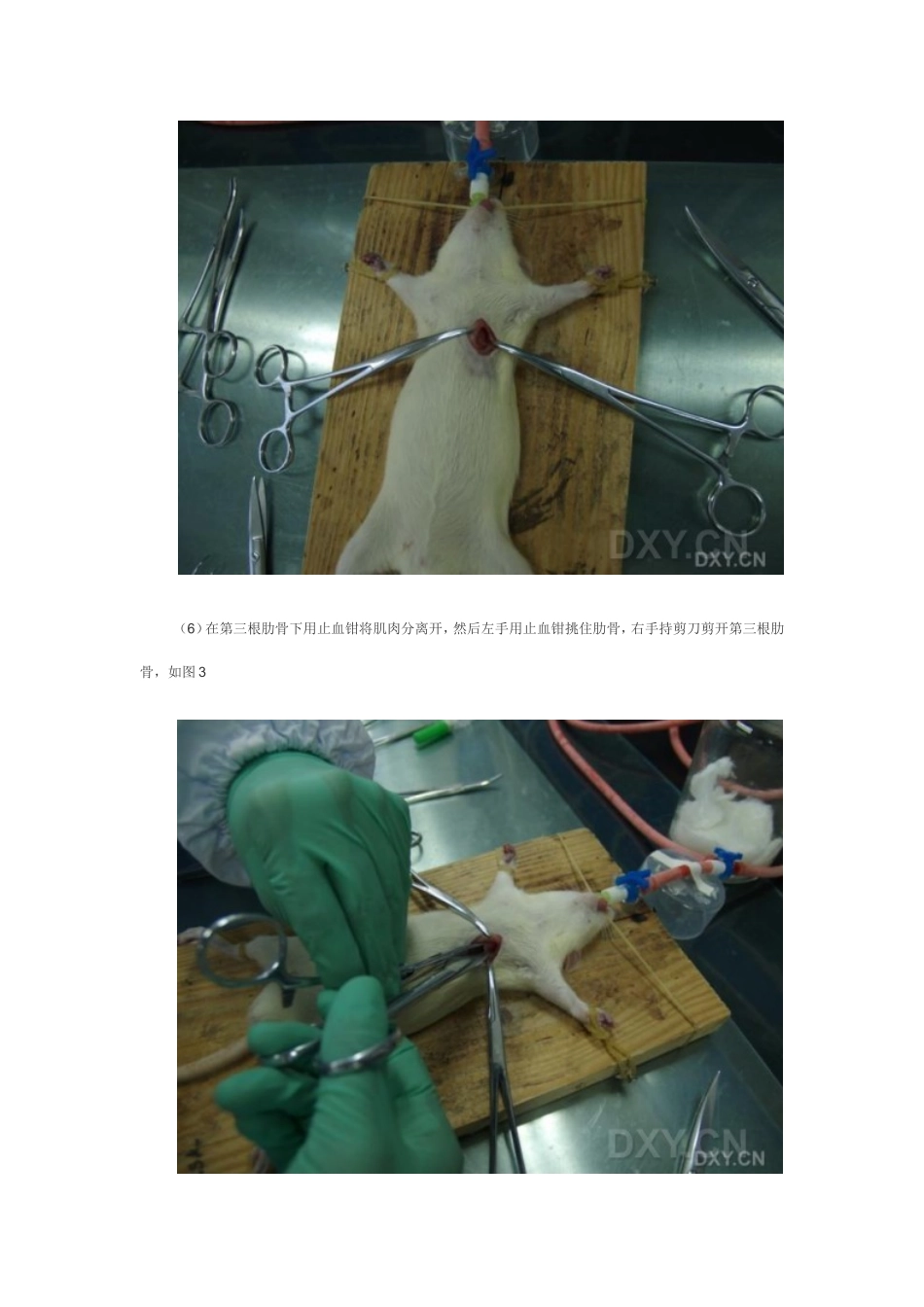 大鼠急性心肌缺血模型制备详细图解_第2页