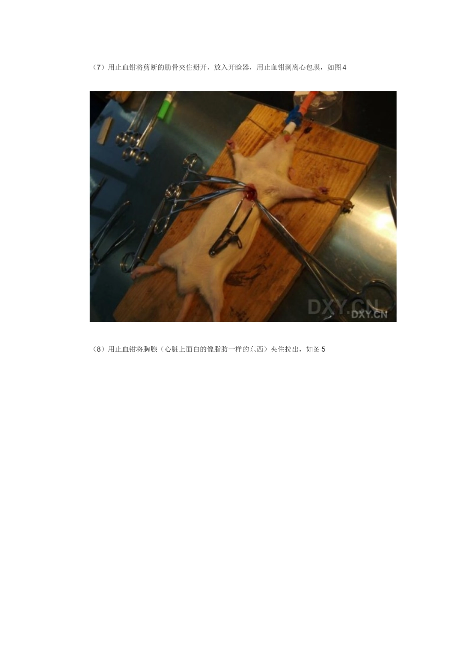 大鼠急性心肌缺血模型制备详细图解_第3页