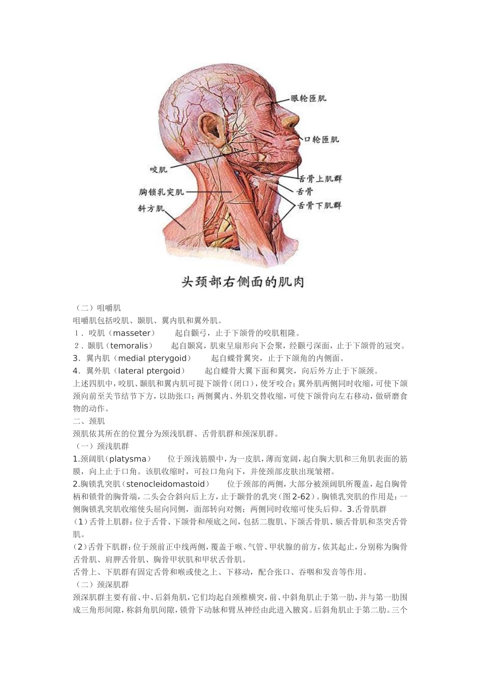 大体解剖-肌概述及头颈部肌肉_第3页