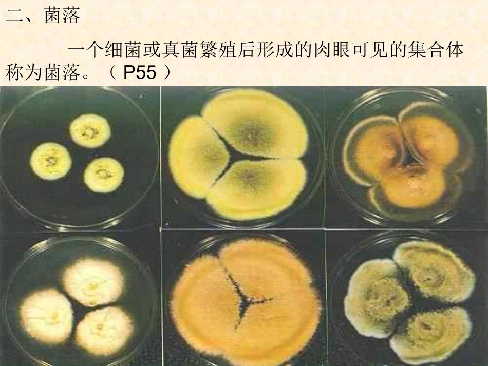 八年级生物人教版上册第5单元第4章 第一节 细菌和真菌的分布2_第3页