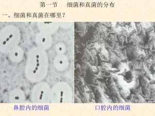 八年级生物人教版上册第5单元第4章 第一节 细菌和真菌的分布2