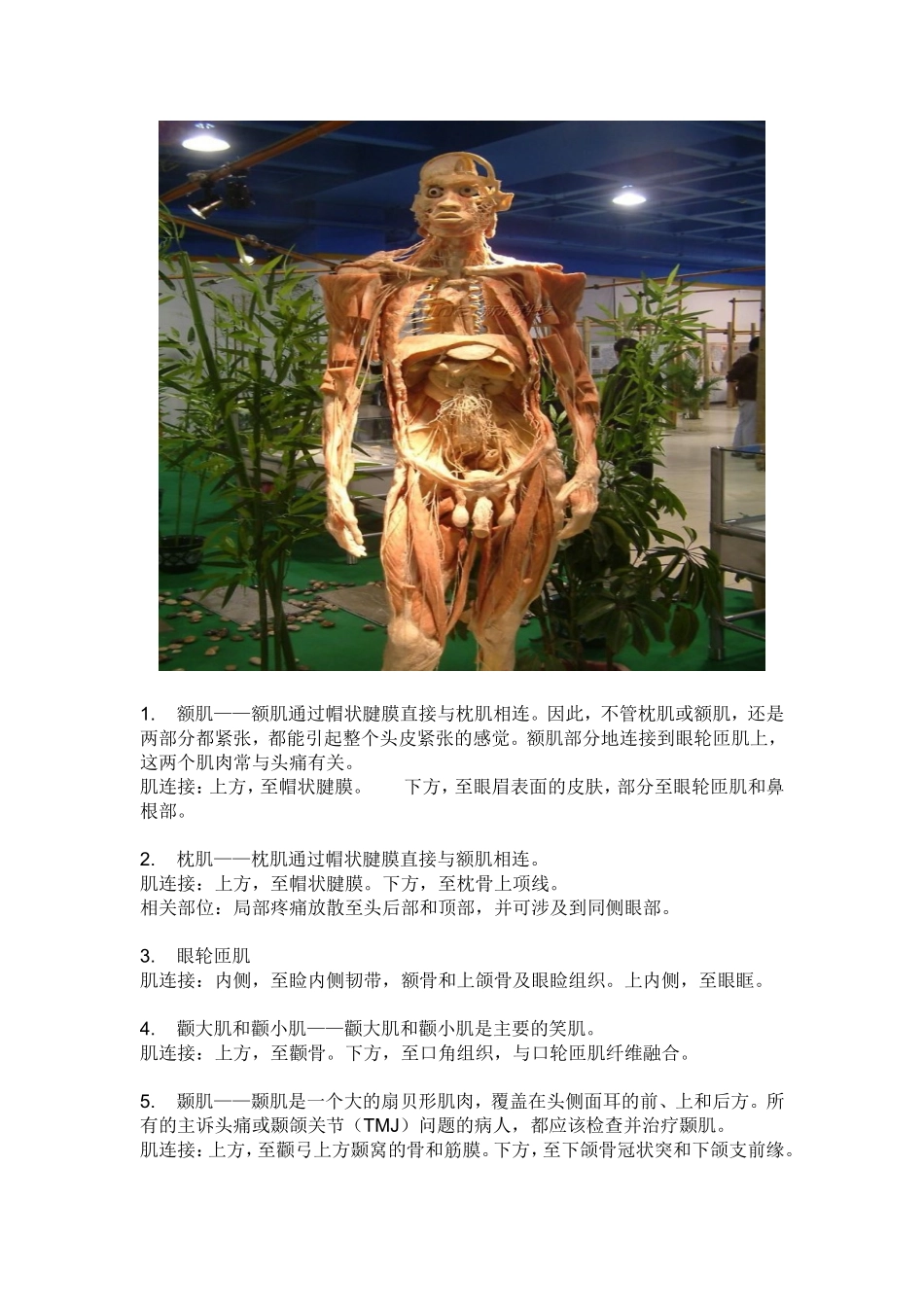 常用肌肉起止点总结_第1页