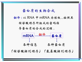 蛋白质的生物合成