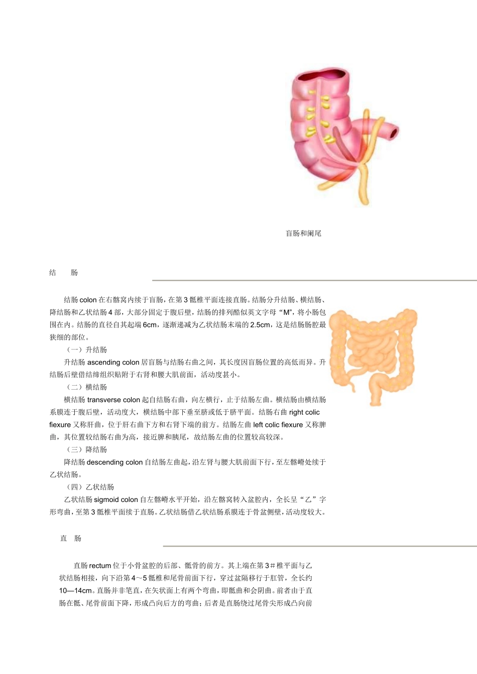 大肠与小肠解剖图_第2页
