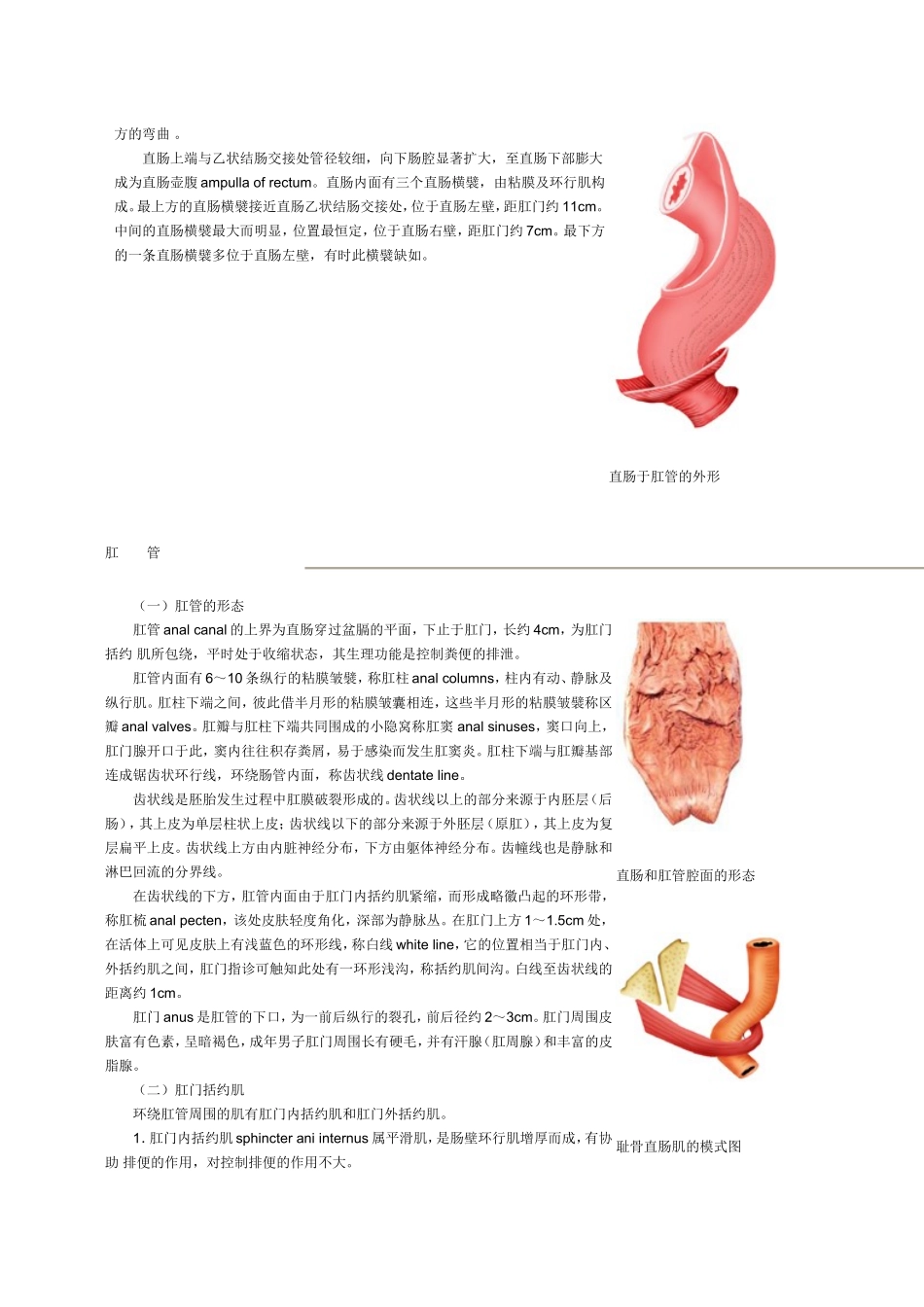 大肠与小肠解剖图_第3页