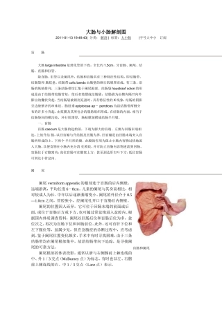 大肠与小肠解剖图