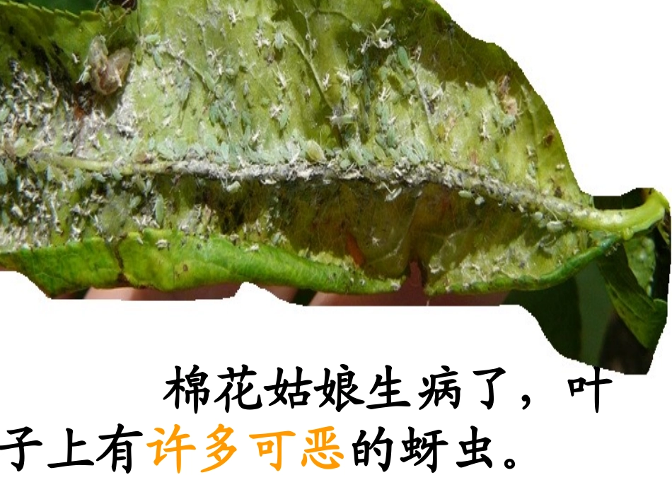 (部编)人教语文2011课标版一年级下册棉花姑娘课件-(21)_第3页