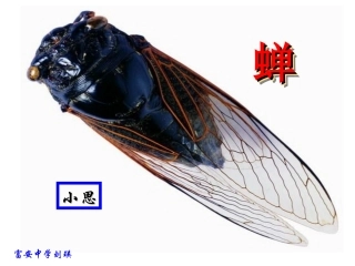 《蝉》教学课件[1]