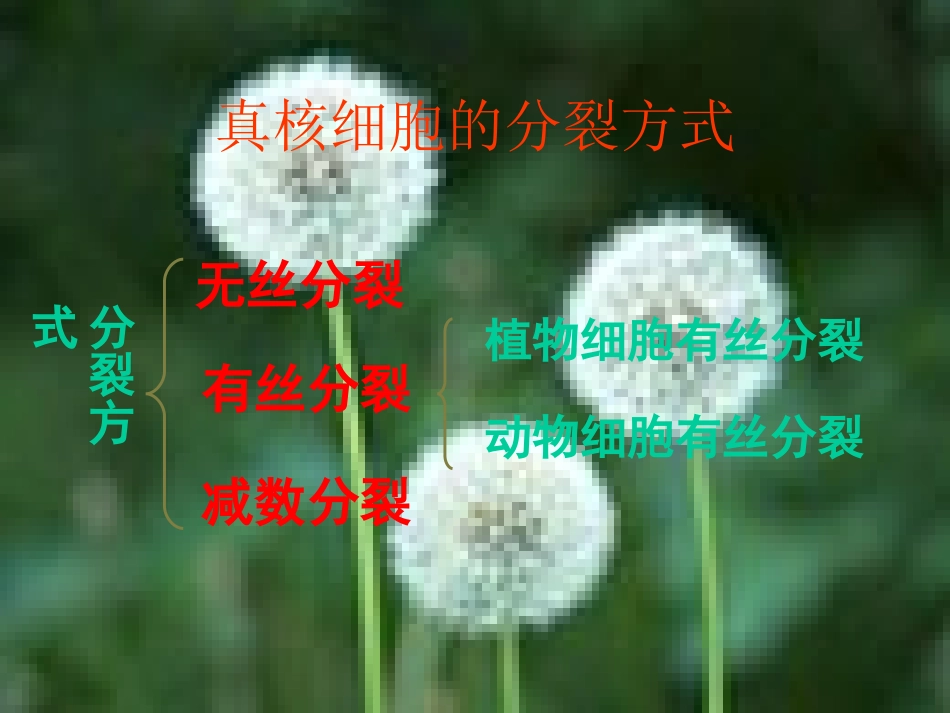 6.1-《细胞的增殖》课件4_第2页