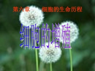 6.1-《细胞的增殖》课件4
