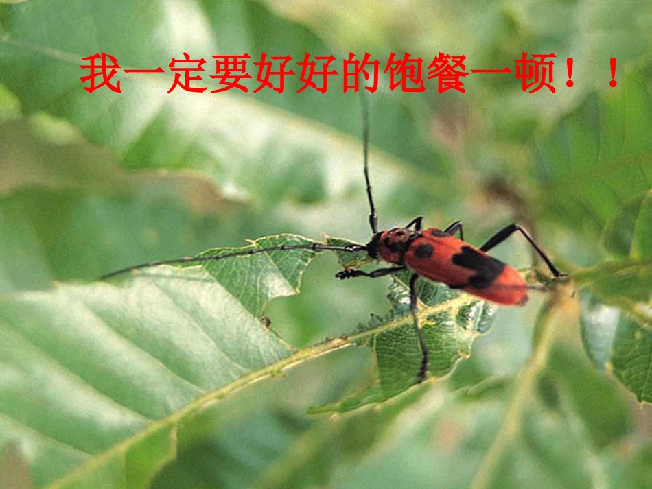灵芝2ATP的主要来源—细胞呼吸_第2页
