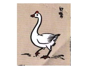 白鹅第二课时