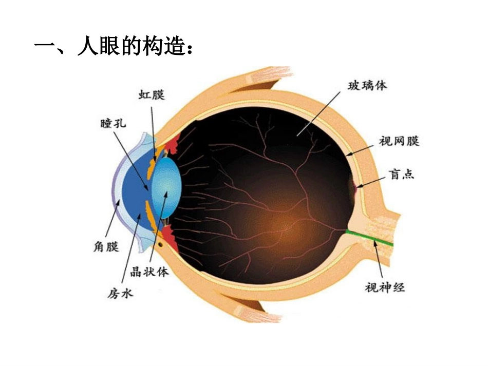 《4.6眼睛与视力矫正》ppt+flash课件_第3页