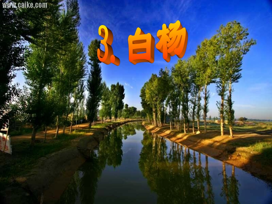 3《-白杨》PPT课件4_第1页