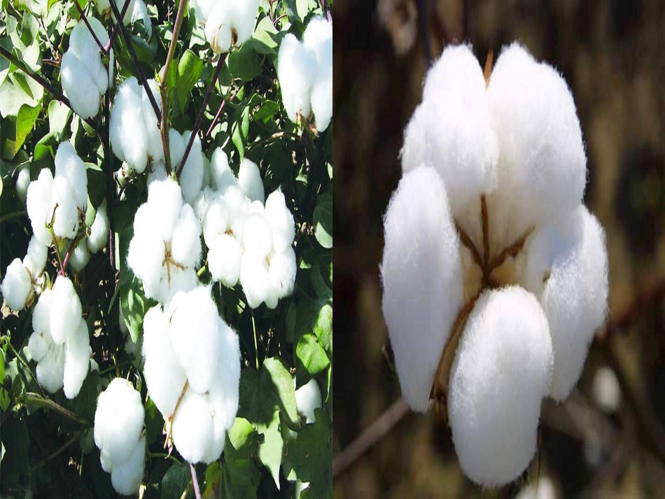 (部编)人教语文2011课标版一年级下册19.棉花姑娘-(2)_第2页