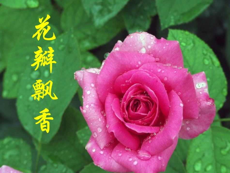 《花瓣飘香》第一课时_第1页