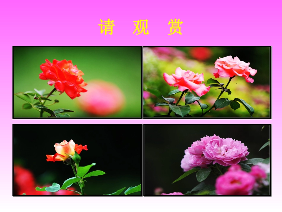 《花瓣飘香》第一课时_第2页