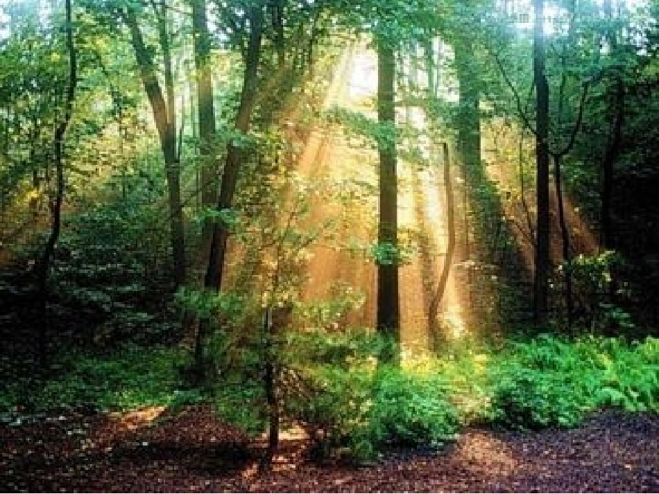 4.1光的反射(第一课时光的传播)_第3页