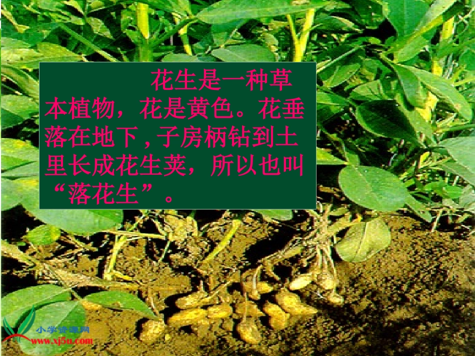 15、落花生_第2页