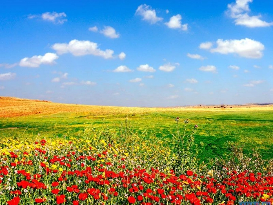 习作五植物的研究报告演示文稿_第2页