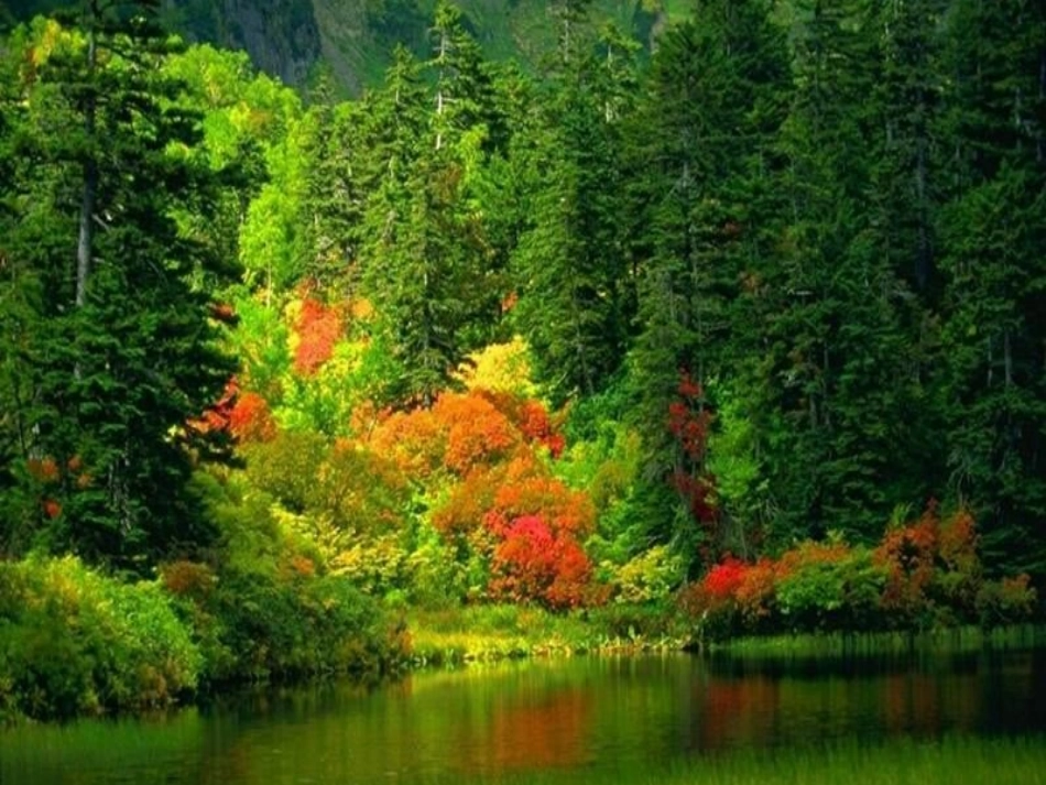 习作五植物的研究报告演示文稿_第3页