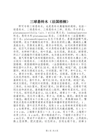 三球悬铃木（法国梧桐）