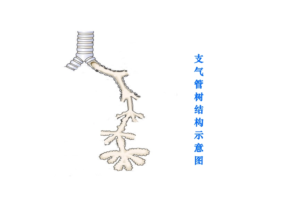病理学-慢性支气管炎、肺气肿、肺心病(上_第3页