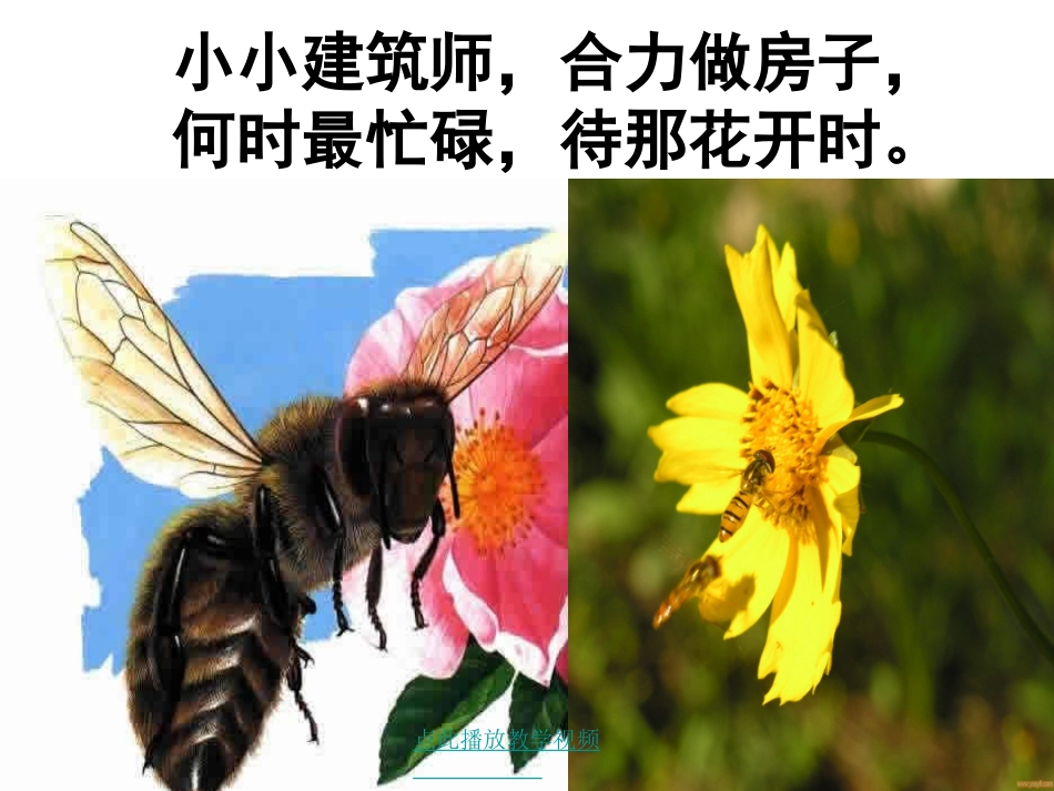 26蜜蜂引路1_第1页