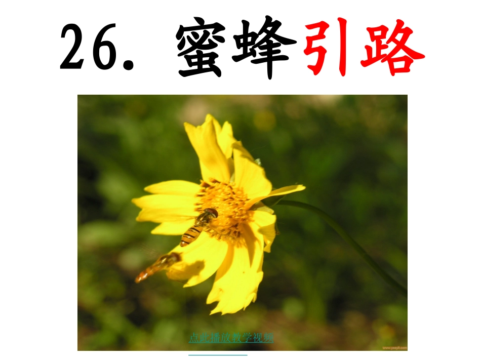 26蜜蜂引路1_第2页
