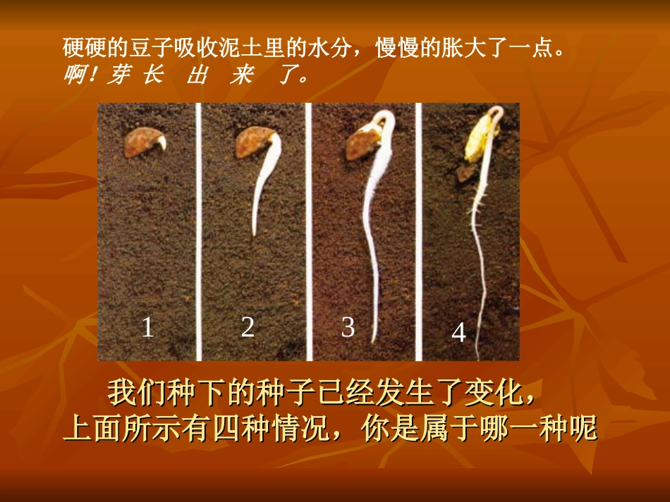 第3课、我们先看到了根_第2页