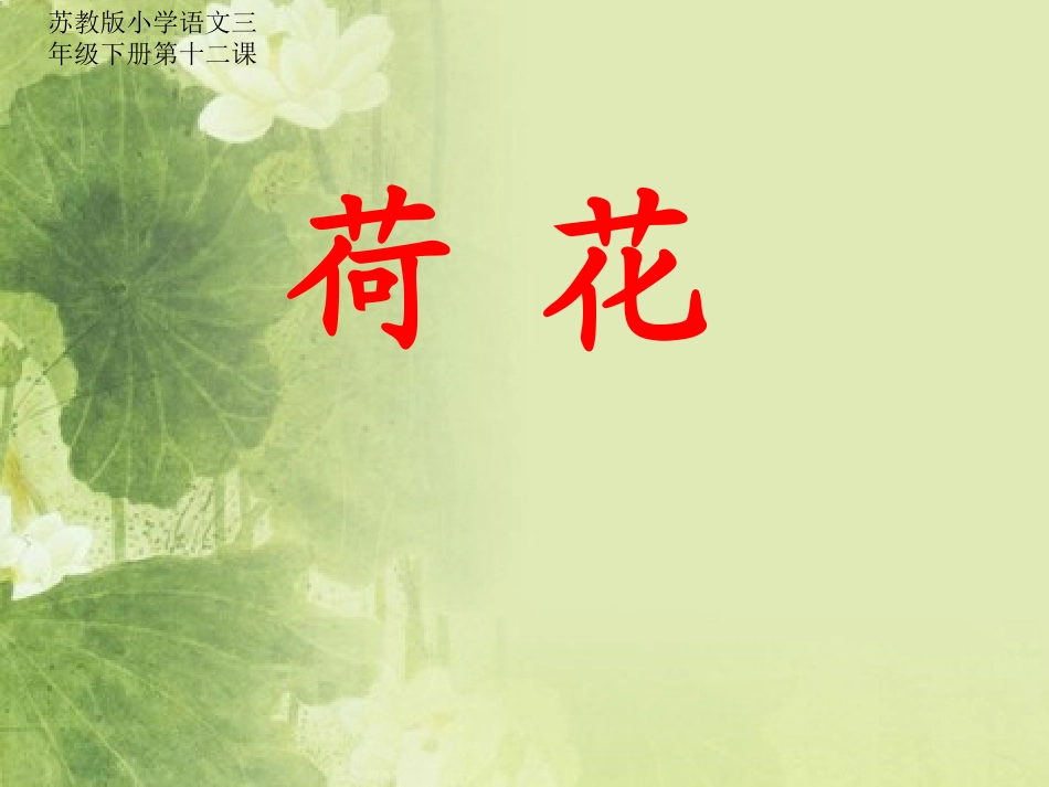 荷花miao_第1页