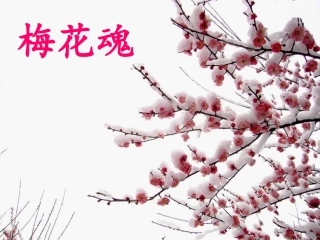 6.梅花魂PPT