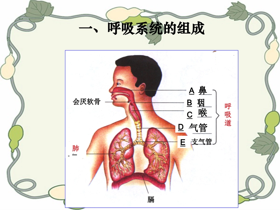 《第一节-呼吸道对空气的处理》课件2_第3页