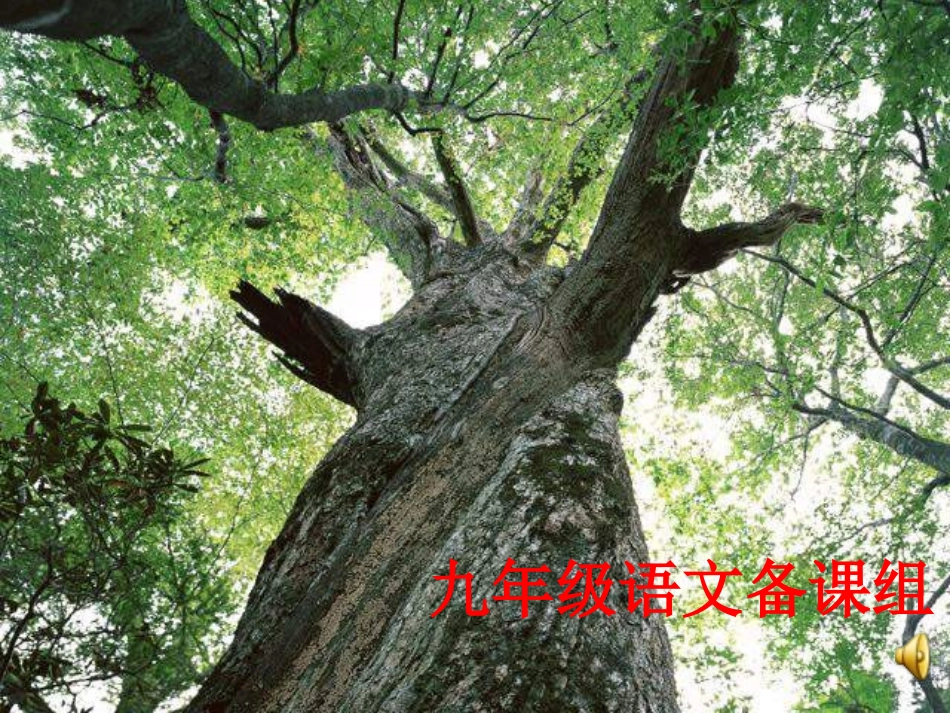 那树公开课课件_第1页