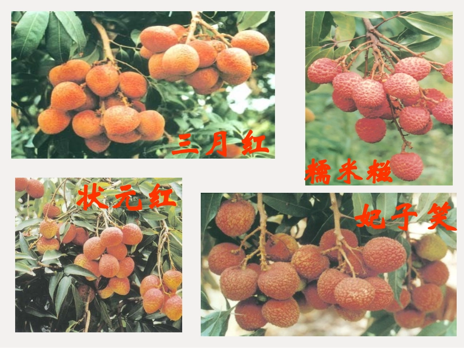 南州六月荔枝丹课件_第3页