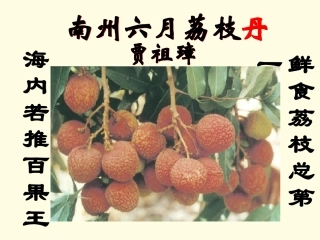 南州六月荔枝丹课件