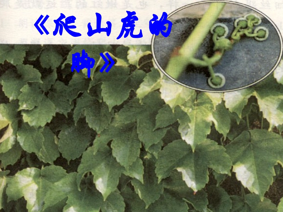 《爬山虎的脚》第二课时课件_第1页