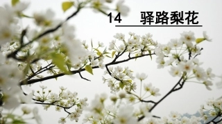(部编)初中语文人教2011课标版七年级下册14.驿路桃花